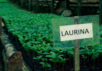劳伦娜Laurina尖身波旁是什么？天然低因咖啡尖身波旁种风味如何？