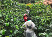 哥倫比亞咖啡豆口感風味描述 哥倫比亞蕙蘭咖啡豆產區的主要特點