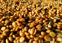 咖啡生豆蜜處理 咖啡蜜處理是什麼？蜜處理咖啡豆晾曬過程