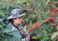 泰國本地咖啡豆品種介紹_泰國咖啡豆怎麼樣_泰國咖啡豆多少錢