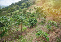 中國雲南產區阿拉比卡咖啡豆產量 雲南小粒咖啡豆風味優缺點