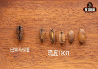 巴拿馬翡翠莊園藍標瑰夏處理法 牙買加藍山咖啡處理法